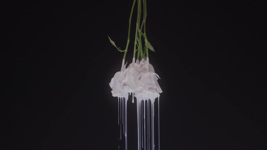 White paint drips from roses hanging upside down in the dark