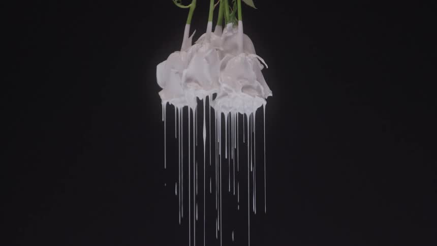 A close view of a bouquet of white roses or tulips hanging upside down with thick white paint dripping from the petals against a black background