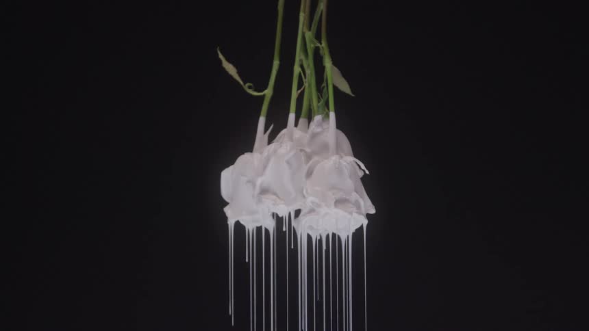 A close view of a bouquet of white roses or tulips hanging upside down with thick white paint dripping from the petals against a black background