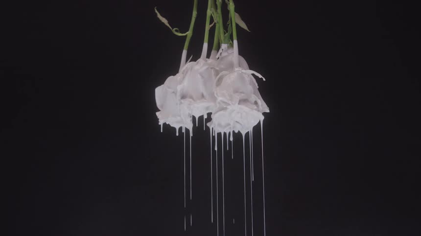 A close view of a bouquet of white roses or tulips hanging upside down with thick white paint dripping from the petals against a black background023