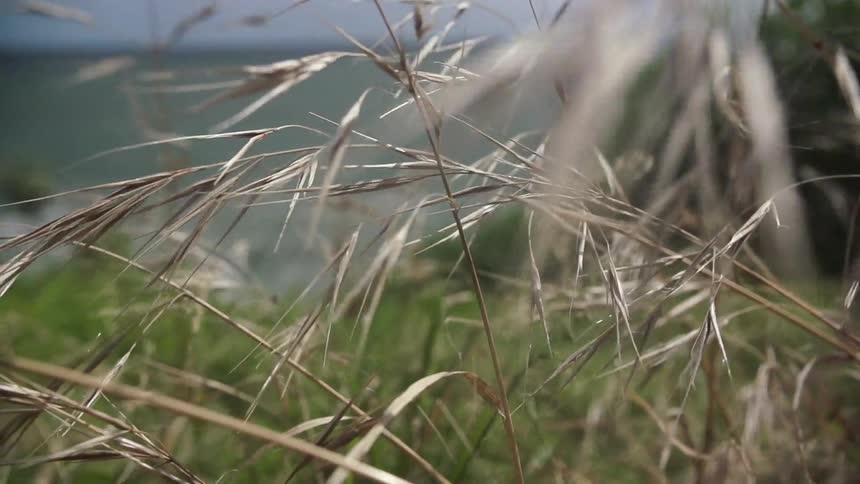 Grass blowing in the breeze on the coast