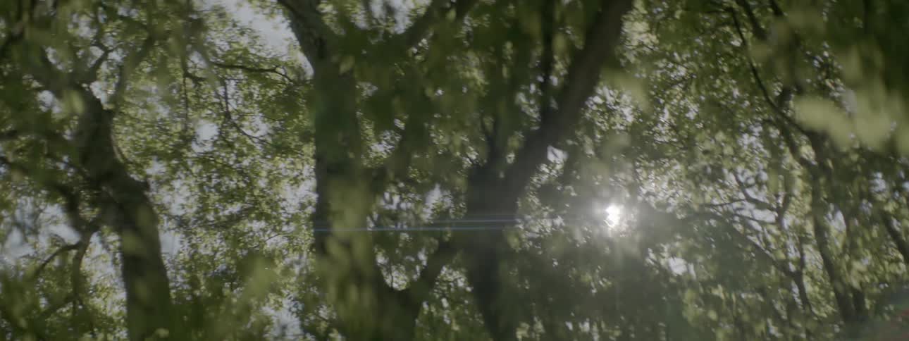 Sun shining through the trees