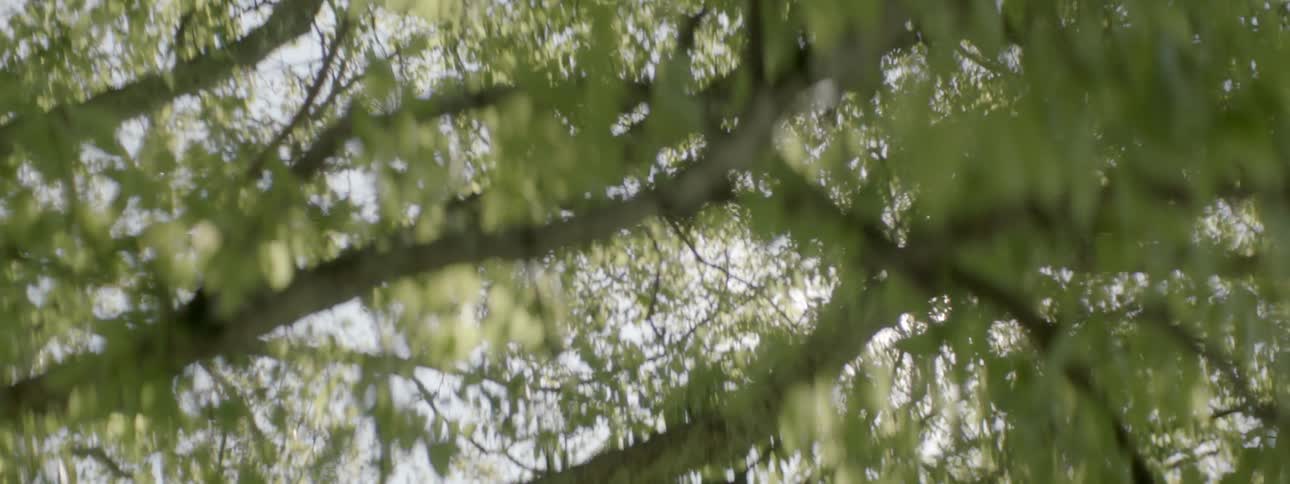Sun shining through the trees