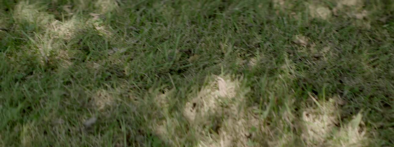Blurry view of grass outside