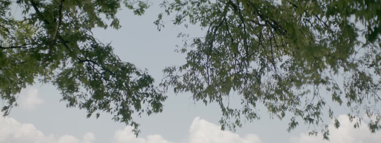 A view of the sky and tree leaves from underneath