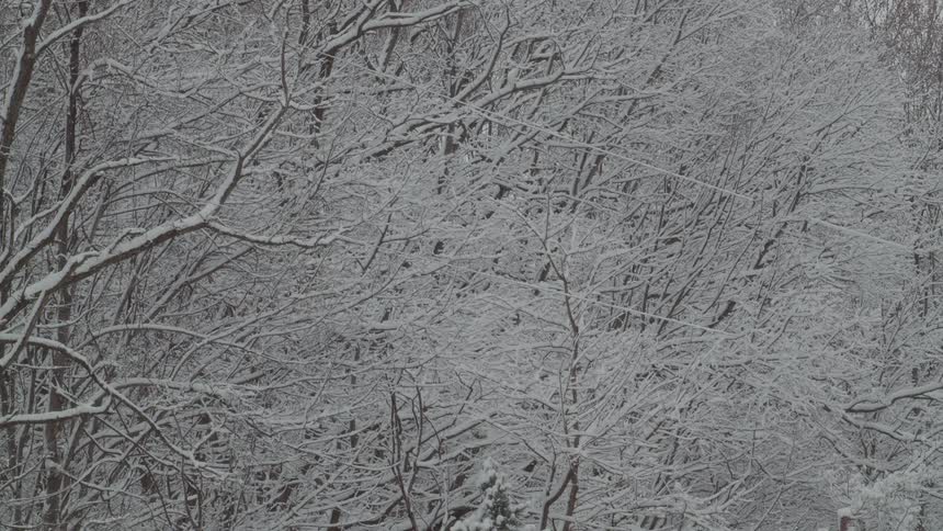 A view of tree branches covered in snow during the day