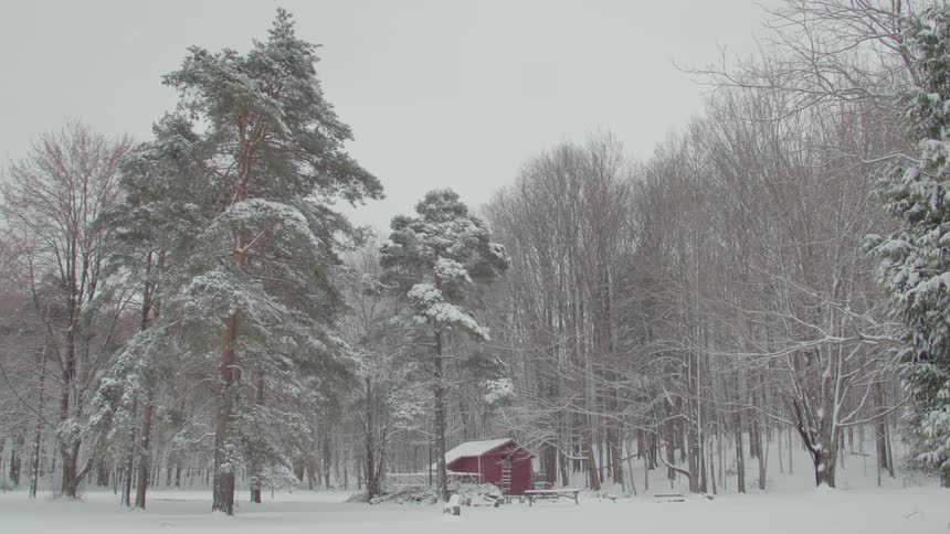 A tranquil wide shot shows a snowcovered forest and clearing a small red cabin is partially visible among the trees with a path leading to it