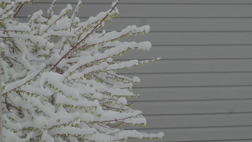Flowering plant outdoors beside a building wall its branches covered with snow