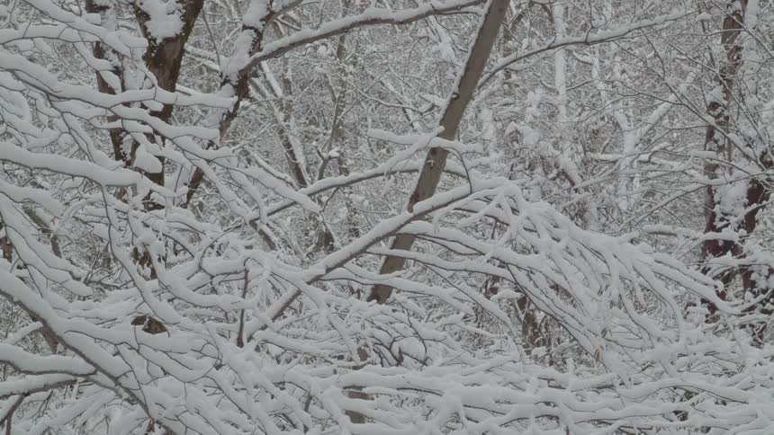 Winter day in the woods at midday with leafless trees covered in heavy snow