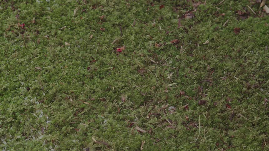 A persons hand gently sweeps away a light dusting of snow from a bed of green moss