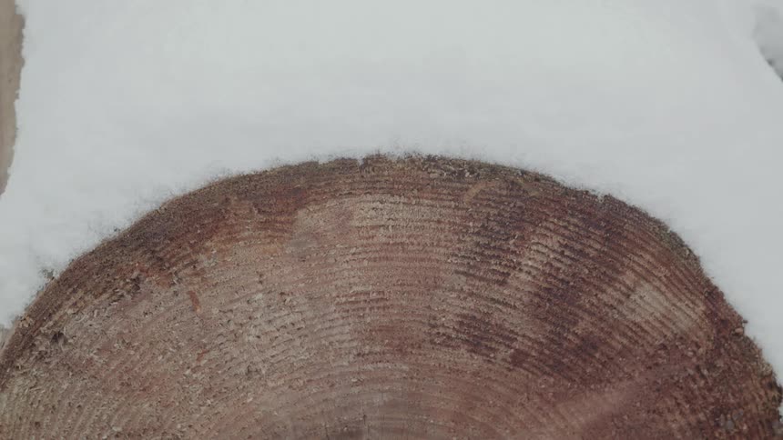 The log is covered with snow