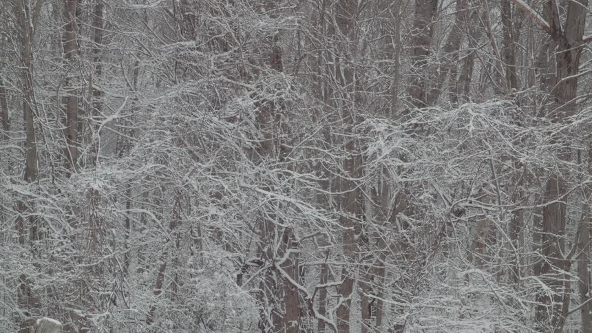 A full shot of a dense forest where the branches of the trees are heavily covered in fresh snow the snow is falling steadily creating a tranquil winter scene