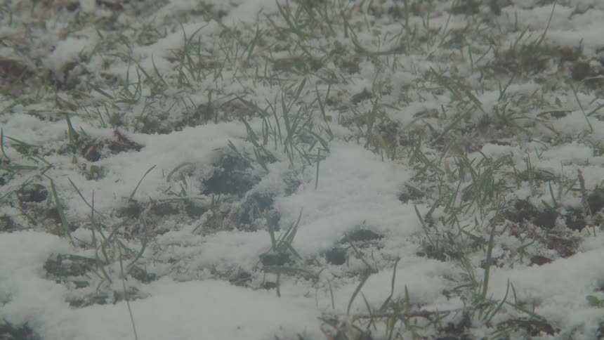A close view shows green grass covered with a light dusting of white snow on a dull winter day