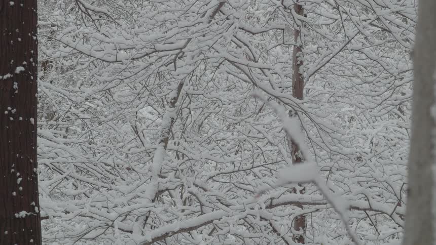 A person is standing outdoors surrounded by trees and brush all covered in a blanket of fresh snow theyre wearing a bright red coat and a dark beanie