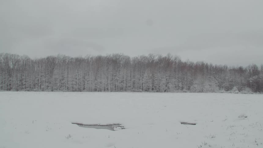 Snowcovered field in front of a forest of bare trees