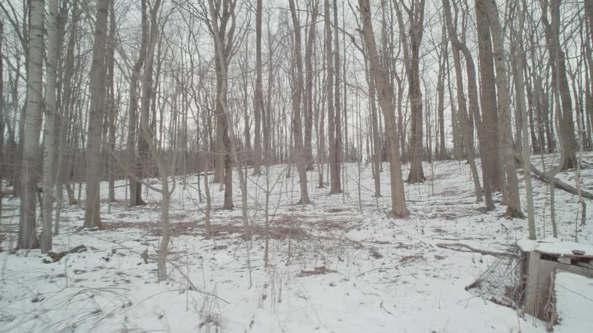 The tall trees are bare in the winter