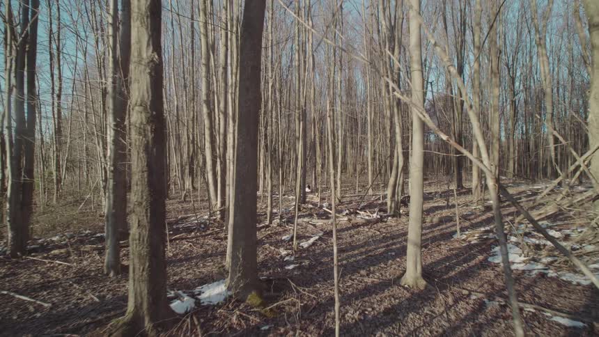 The video shows a dense forest in what appears to be late winter or early spring the ground is covered in dead leaves and patches of snow and the trees are bare the camera moves slowly through the woods