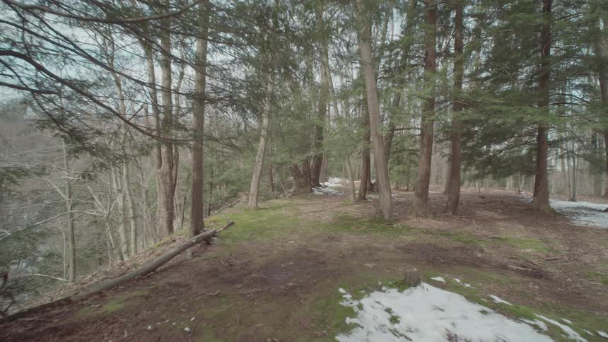 Large trees are on the hill in the forest
