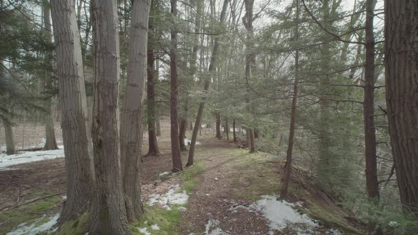 Path surrounded by trees with small amounts of snow on the ground outdoors during day time