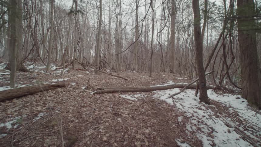A shot from a low angle shows a barren forest in winter with some snow still on the ground fallen trees lie among the bare trees with leaves covering most of the ground