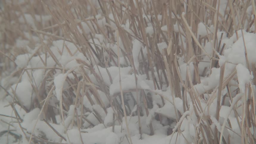 Snow covered plants