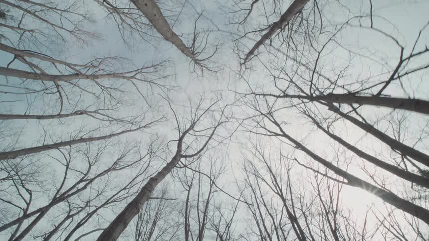 A shot from a low angle looking up at the sky with tall bare tree branches silhouetted against the clouds the trees sway in the wind and a ray of light shines through the branches from the right side