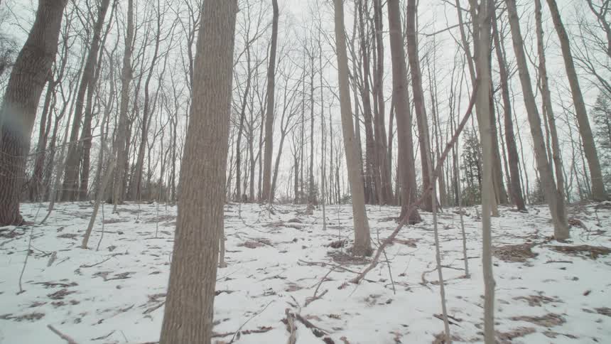 Forest of leafless trees with the ground covered in snow