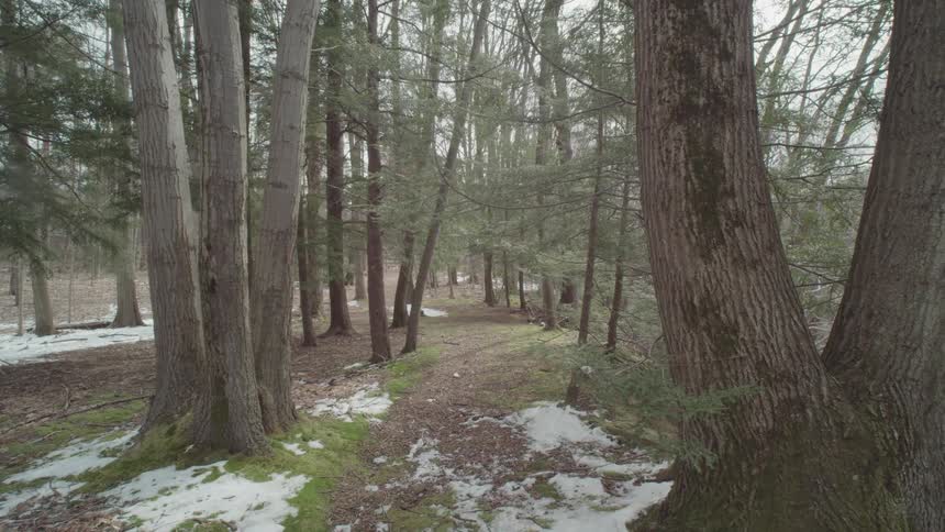 The video shows a wide shot of a path leading through a forest the ground is partially covered with patches of snow and moss the tall bare trees and evergreens create a sense of being deep in the woods