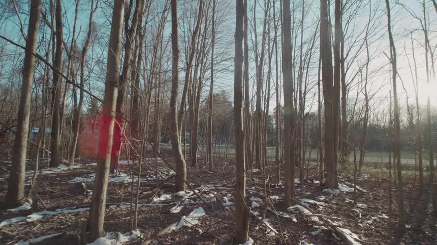 A long view shows bare trees in a forest with patchy snow on the ground and a bright sun flaring through the branches