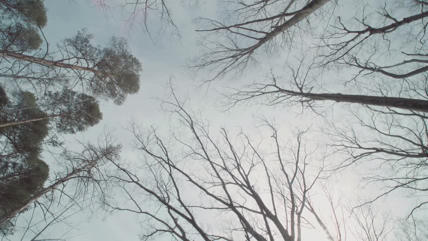 Tall tree canopies without leaves against the clear sky