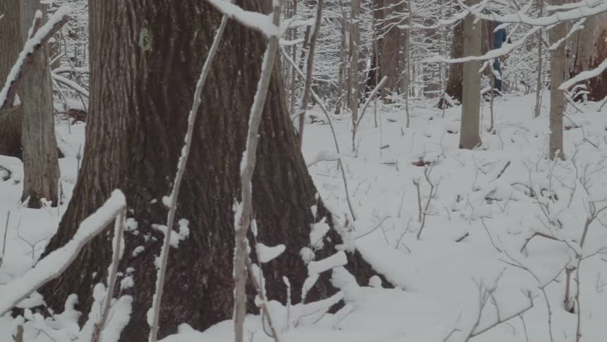 A man walking among snowcovered trees in a quiet winter forest