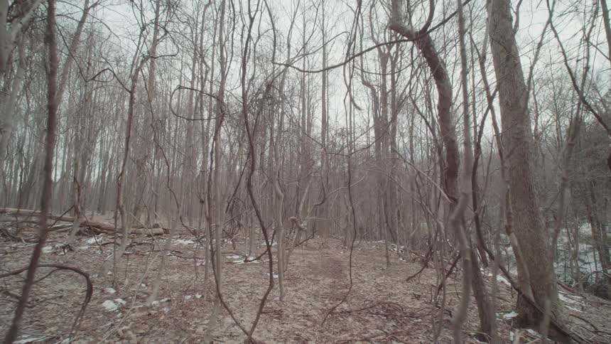 Outdoors natural area surrounded by trees with small amounts of snow on the ground during day time