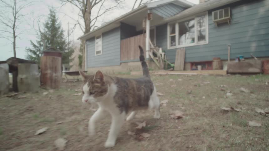 Cat walking in the yard in front of a blue house