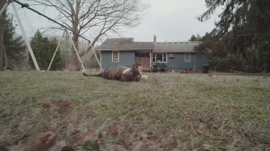 The cat is rolling around in the grass