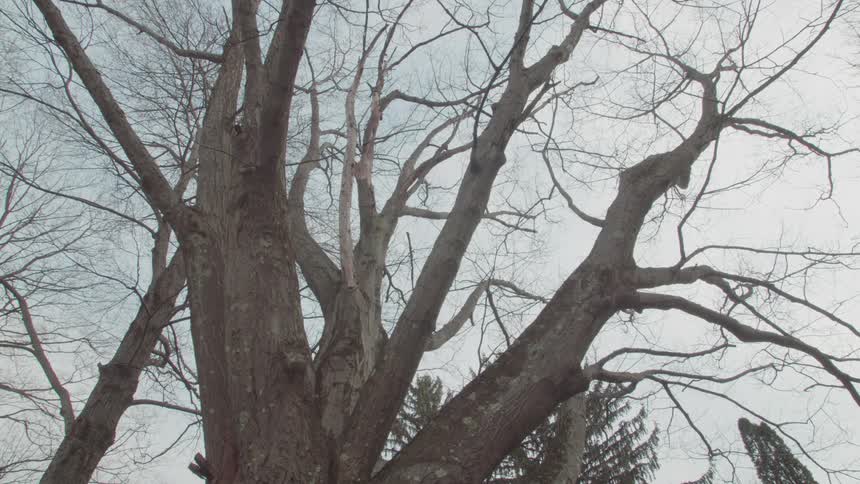 Leafless tree against a cloudy sky