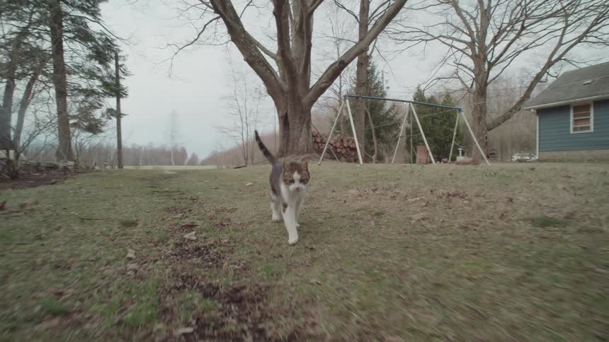 Small cat walking on a grassy area next to a rural house surrounded by trees outdoors during day time