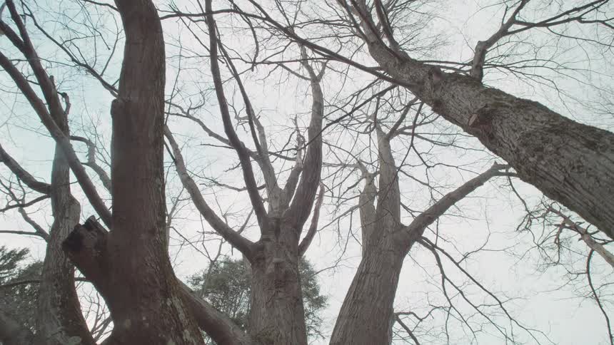 Upward view of leafless trees