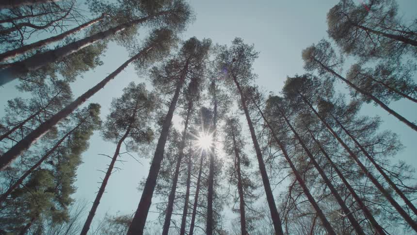 A lowangle view of a forest shows tall pine trees silhouetted against a bright hazy sky with the sun shining and casting lens flare through the branches