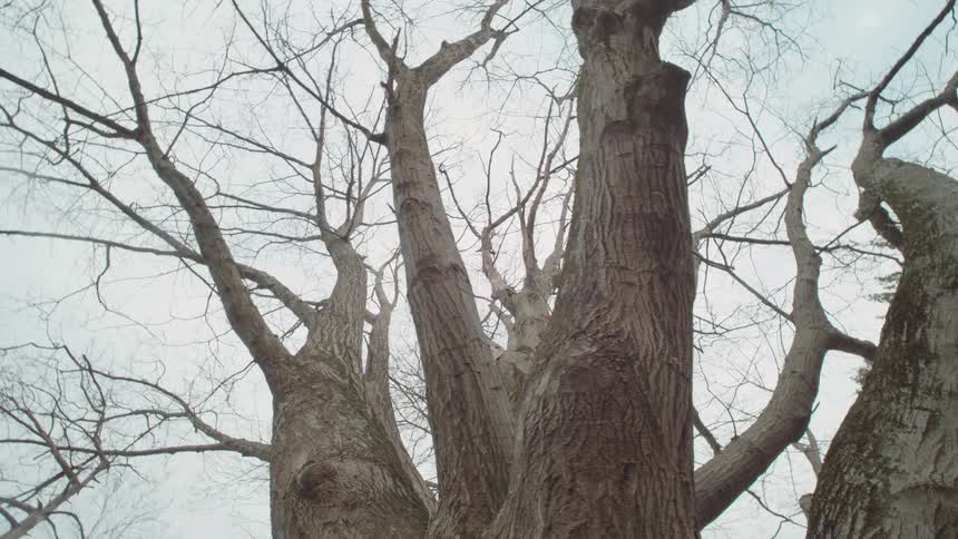A shot from a low angle shows the sky through the branches of a cluster of trees the thick trunks of the trees are in the foreground and the bare branches reach up toward the cloudy sky