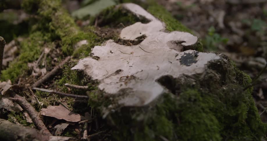 The video shows a closeup shot of a fallen log covered in moss two distinct lines are visible the first is a natural curved line that follows the edge of a white fungus growing on the log the second is a horizontal line of a thin root that runs acros
