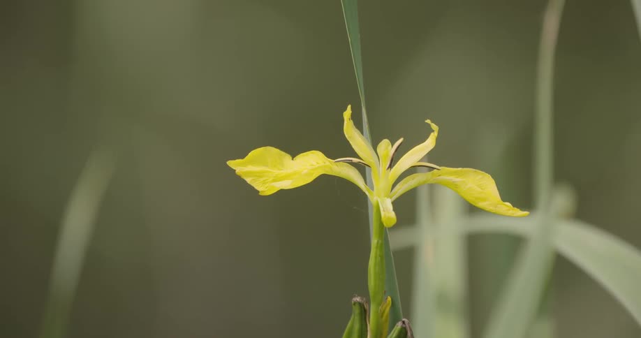 The yellow flower is surrounded by grass