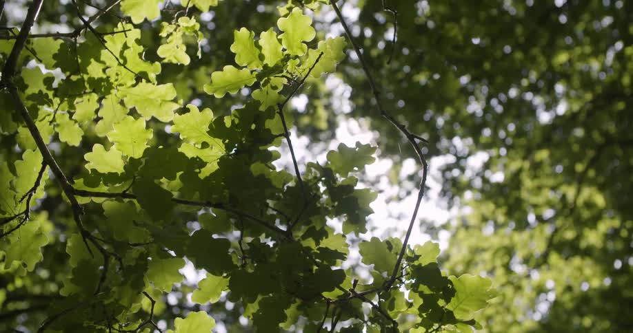 The sun is shining through the leaves of a tree the leaves are a bright green and the sunlight creates a lens flare