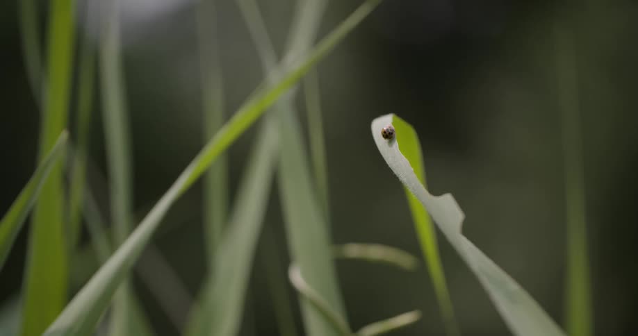The video shows a closeup of a ladybug crawling on a blade of grass the ladybug is black and red and the grass is a vibrant green color