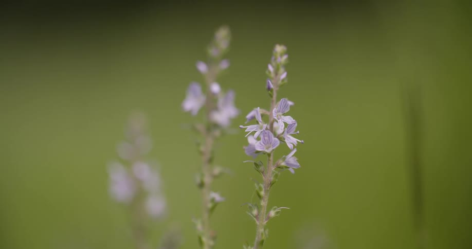 The video shows two stalks of small light purple flowers swaying gently in the breeze the background is a soft outoffocus green field making the flowers stand out