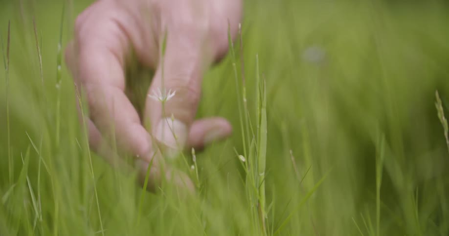Close up of a man touching and observing a small flower among grasses outdoors during daytime