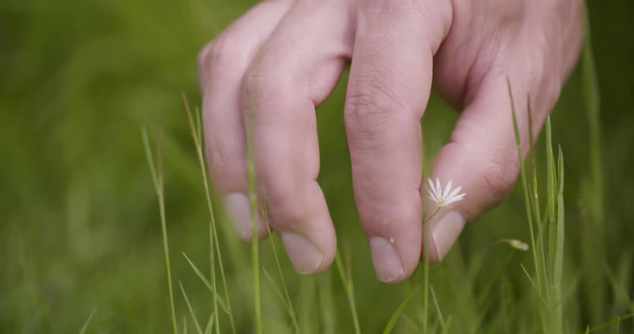 Persons hand picking a small spring flower among grassland plants