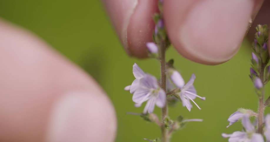 The video shows a closeup of a persons fingers gently touching a small cluster of light purple flowers the background is a soft outoffocus green