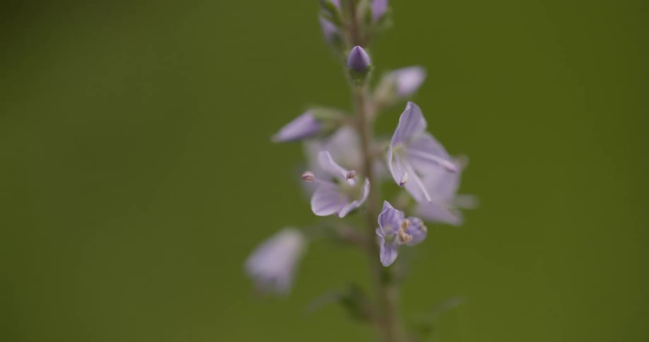 The video shows two distinct lines the first line is a vertical line formed by the stem of a plant the second line is a horizontal line of a thin purple band that marks the center of one of the petals on the flower