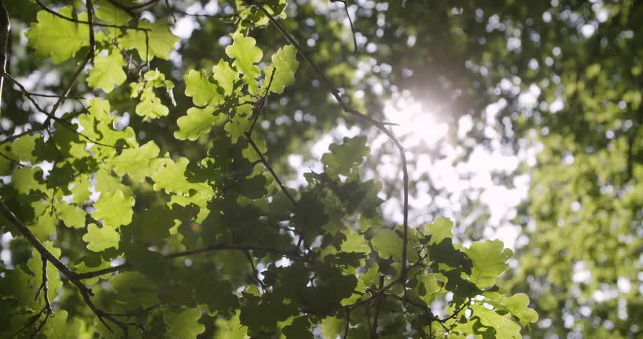 Green leaves lit by the sun through the branches