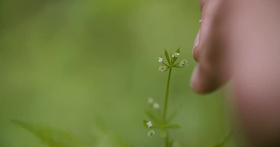 Green sprout being gently held by a hand